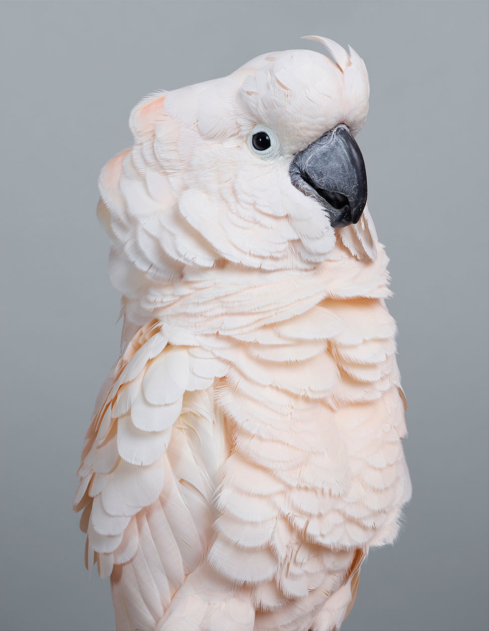 Cyril Moluccan Cockatoo