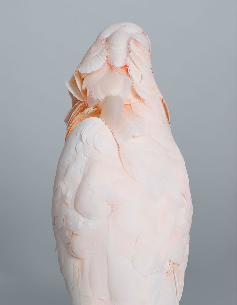 Prudence Moluccan Cockatoo